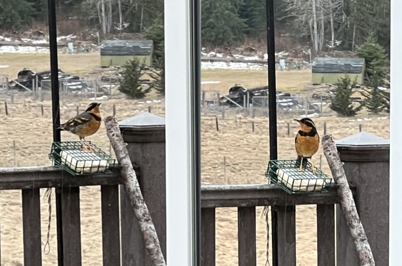 Varied Thrushes