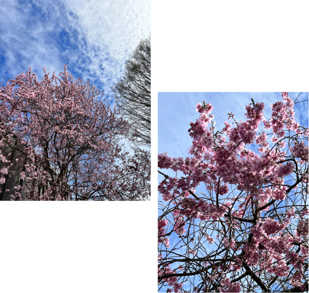 Pink flowers