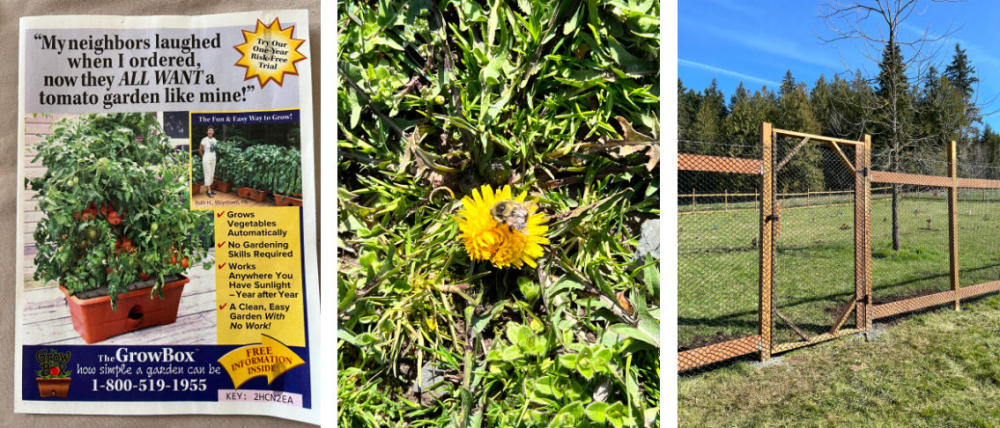 Growth planters, mason bees, new fence